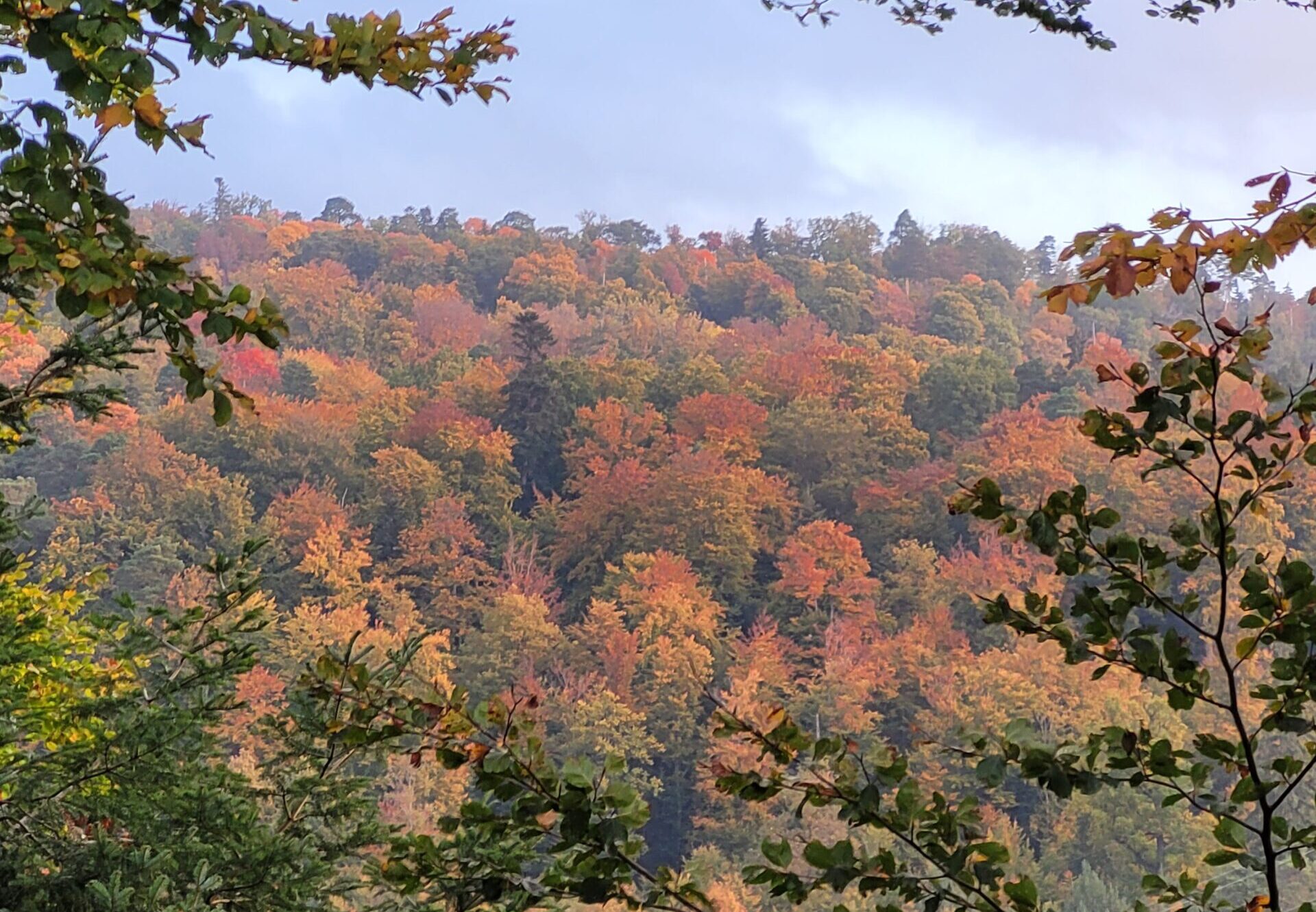 Forêt aux couleurs automnales